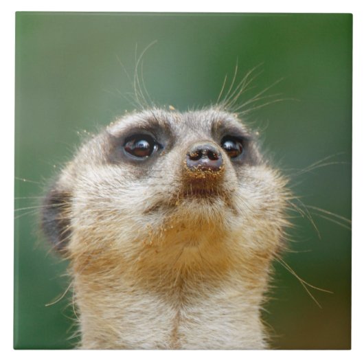 Carreau Meerkat 012 (Devant)