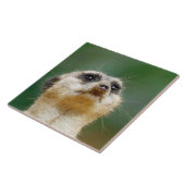 Carreau Meerkat 012 (Côté)