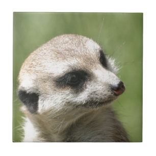 Carreau Meerkat_20171201_by_JAMFoto