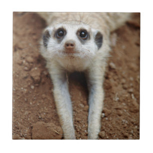 Carreau Meerkat (Suricata Suricatta) Refroidissement