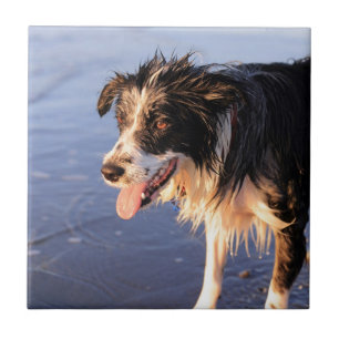 Carreau Meilleur ami de l'homme chien border collie