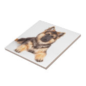 Carreau Mélange de berger allemand de Collie Bordure (Côté)