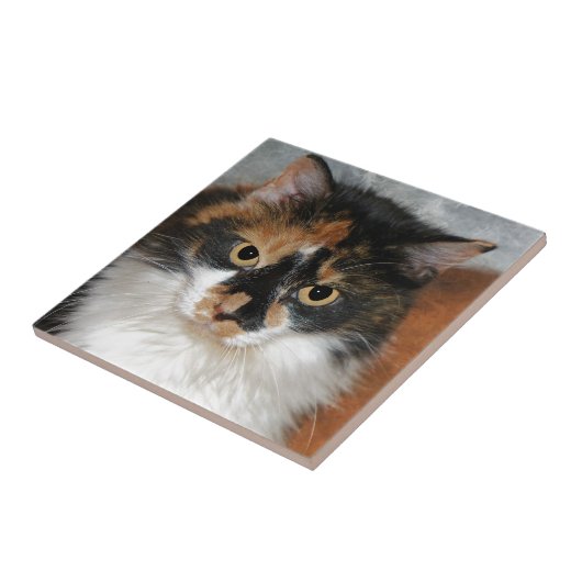 Carreau MeMeow (Côté)