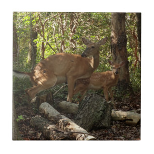 Carreau Mère et bébé cerf au Parc national de Shenandoah