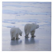 Carreau Mère et CUB d'ours blanc (Devant)