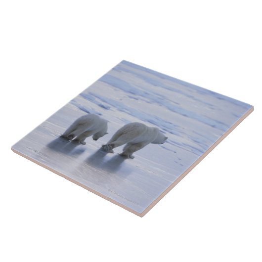 Carreau Mère et CUB d'ours blanc (Côté)