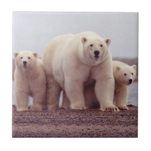 Carreau Mère et CUB d'ours blanc