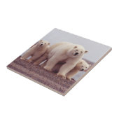 Carreau Mère et CUB d'ours blanc (Côté)