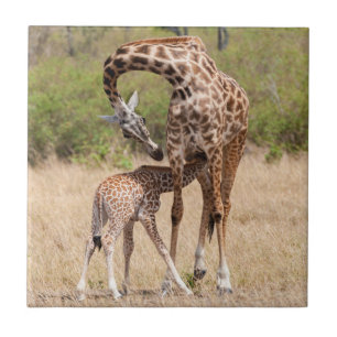 Carreau Mère girafe et bébé au Kenya
