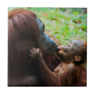 Carreau Mère orang-outan et bébé