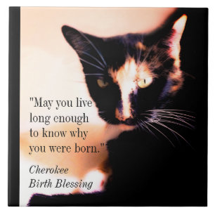 Carreau Messenger Cat