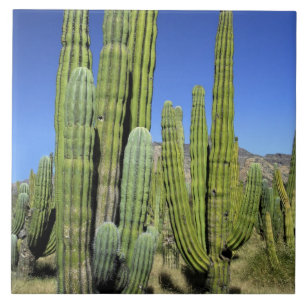 Carreau Mexique, Sonora, San Carlos. Saguaro & Organ Pipe