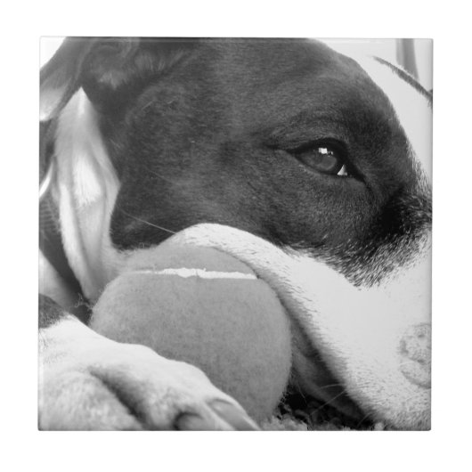 Carreau mignon chien pitbulle à l'air triste noir blanc av (Devant)