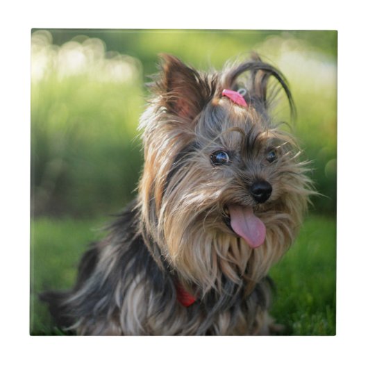 Carreau Mignon petit chien Terrier Yorkshire (Devant)