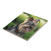Carreau Mignon petit chien Terrier Yorkshire (Côté)