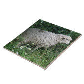 Carreau Mignonette Gourde Manger Carrelage (Côté)