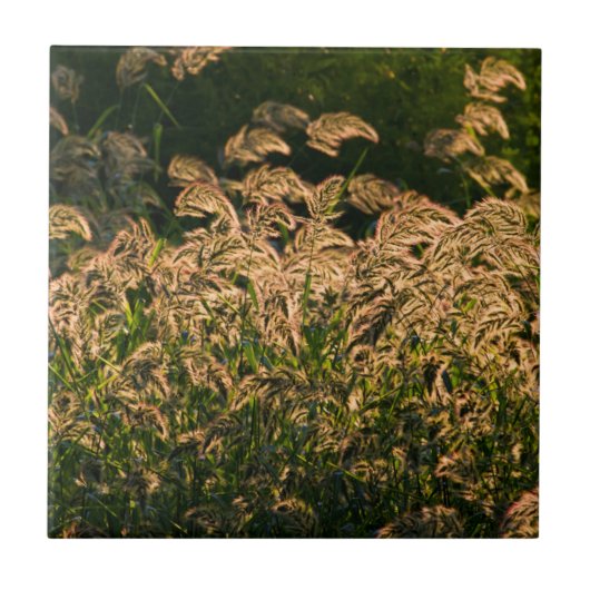 Carreau Millet sauvage (Panicum Sp.) Cultivation En Mer (Devant)