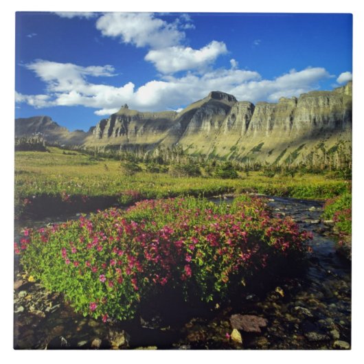 Carreau Mimulus de Logan Pass dans Glacier National (Devant)