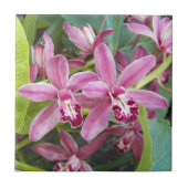 Carreau Mini-cymbidium rose Orchidées Floral (Devant)