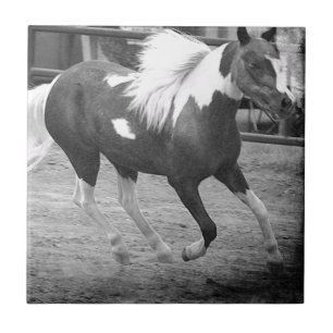 Carreau Mini Horse Gallops
