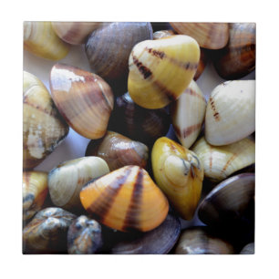 Carreau Minuscules Coques Colorées