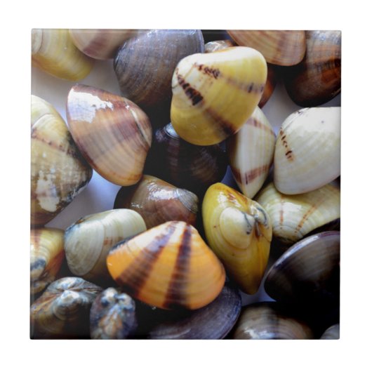 Carreau Minuscules Coques Colorées (Devant)