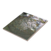 Carreau Miroiter le coquillage d'ormeau, belle nature (Côté)