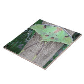 Carreau Mite de Luna (Côté)