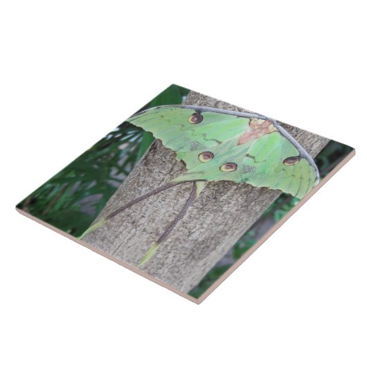 Carreau Mite de Luna (Côté)