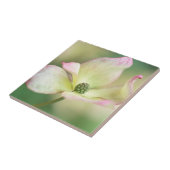 Carreau Mlle Satomi'de Kousa de cornus de la fleur | de (Côté)