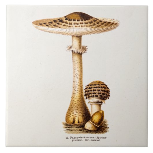 Carreau Modèle vintage de champignons d'Agricus de (Devant)
