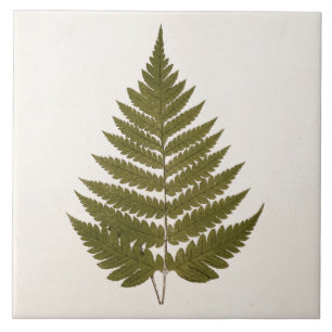 Carreau Modèle vintage de feuille de fougère de vert oli