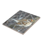 Carreau Moineau domestique B24 (Côté)