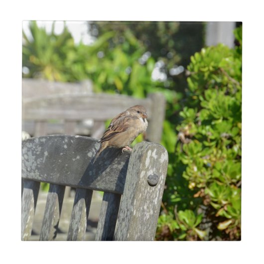Carreau Moineau effronté (Devant)