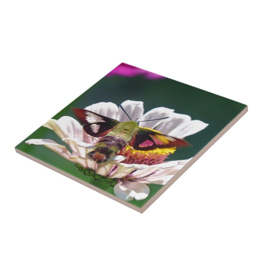 Carreau Mois des colibris (Côté)