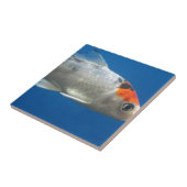 Carreau Mon animal de compagnie Koi Fish (Côté)