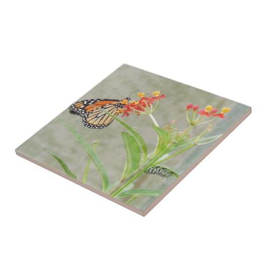 Carreau Monarch Butterfly et Caterpillar (Côté)