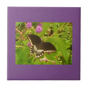 Carreau Monarque noire violette enveloppée