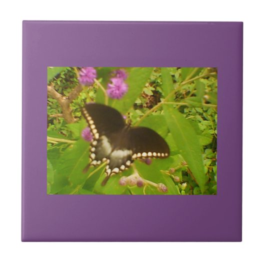 Carreau Monarque noire violette enveloppée (Devant)