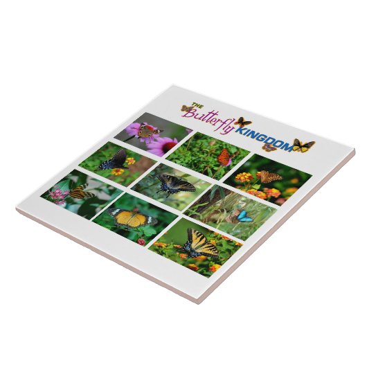 Carreau Monde papillon (Côté)