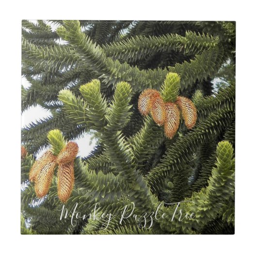 Carreau Monkey Puzzle Tree Botanique (Devant)