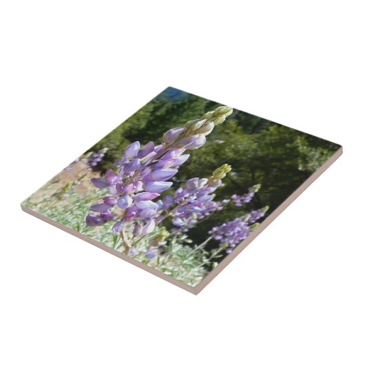 Carreau Mont Lupins (Côté)