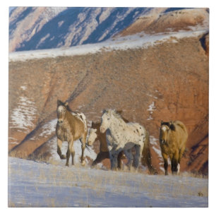 Carreau Montagnes Big Horn, Chevaux courant