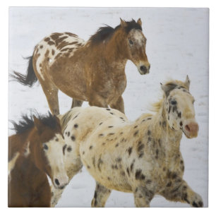 Carreau Montagnes Big Horn, Chevaux courant dans la neige