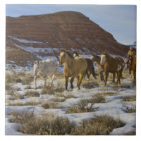 Montagnes Big Horn, Chevaux courant dans la neige