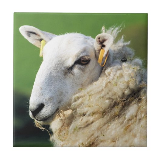 CARREAU MOQUETTE (Devant)