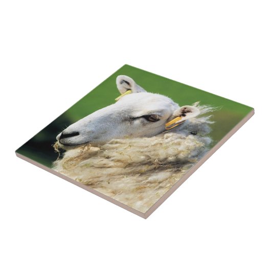 CARREAU MOQUETTE (Côté)