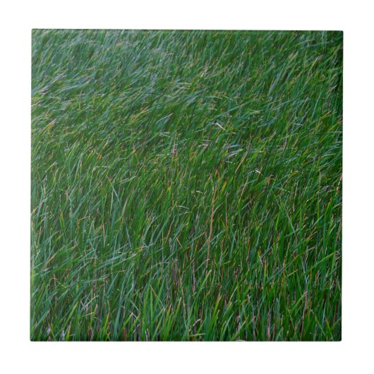 Carreau Moquette verte  (Devant)