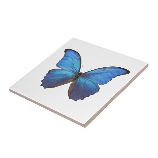 CARREAU MORPHO DIDIUS D (Côté)