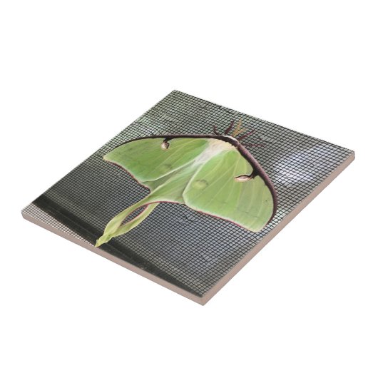 Carreau Moth lunaire (Côté)